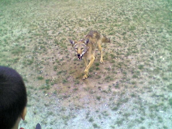 Coyote in a Toronto neighbourhood