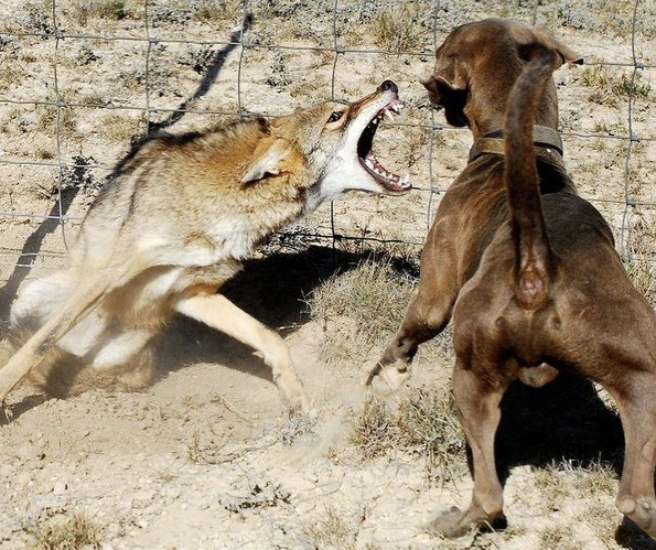 adioscoyote_coyote_dog_pic.webp